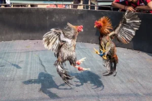 Cách Chơi Đá Gà GA28 Tại 79King Chuẩn Xác Hiệu Quả Cho Người Mới