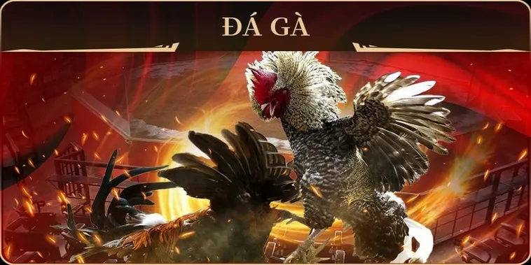 Cách Chơi Đá Gà GA28 Tại 79King Chuẩn Xác Hiệu Quả Cho Người Mới